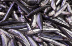 Fresh raw anchovies at fish market